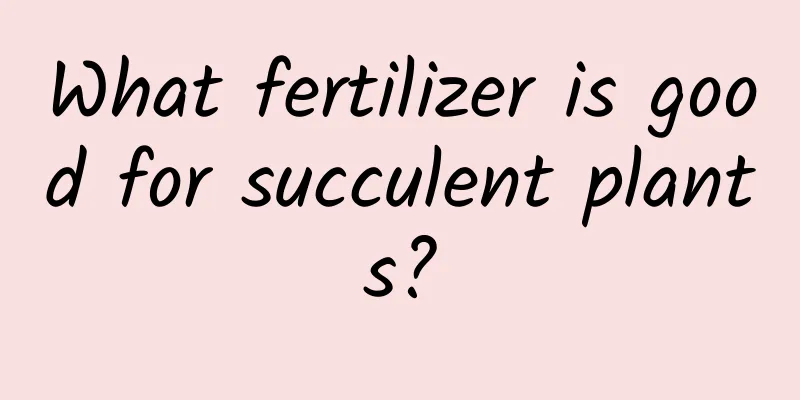 What fertilizer is good for succulent plants?