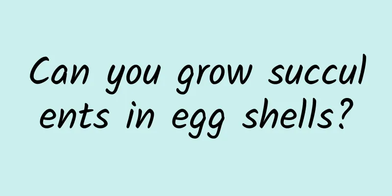 Can you grow succulents in egg shells?