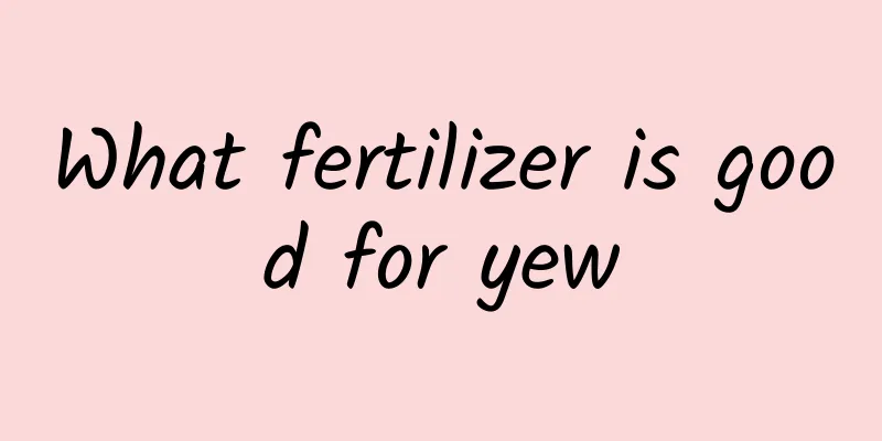What fertilizer is good for yew