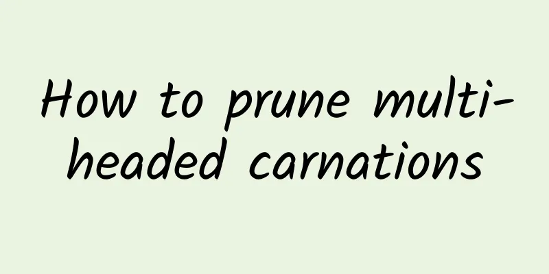 How to prune multi-headed carnations