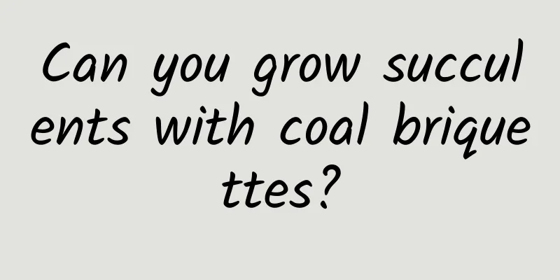 Can you grow succulents with coal briquettes?