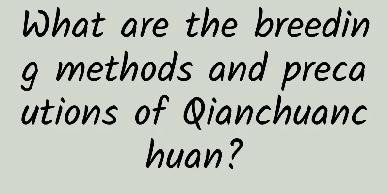 What are the breeding methods and precautions of Qianchuanchuan?