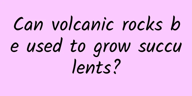 Can volcanic rocks be used to grow succulents?