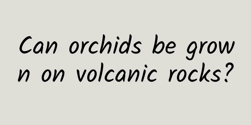 Can orchids be grown on volcanic rocks?