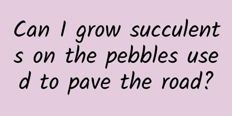 Can I grow succulents on the pebbles used to pave the road?