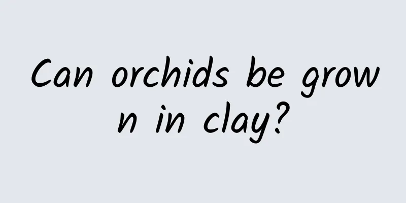 Can orchids be grown in clay?