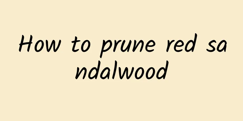 How to prune red sandalwood
