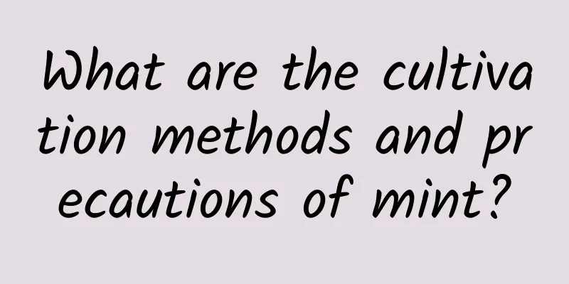 What are the cultivation methods and precautions of mint?