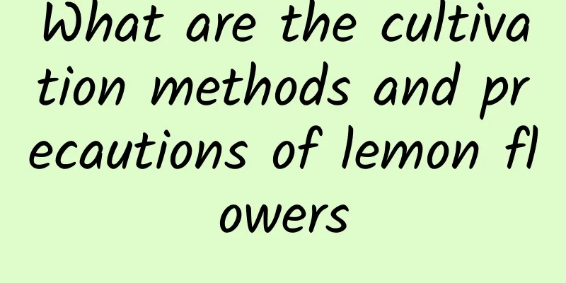 What are the cultivation methods and precautions of lemon flowers
