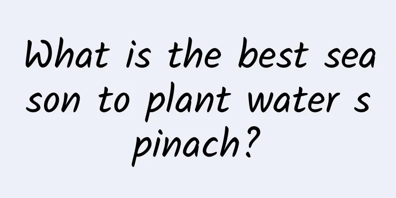 What is the best season to plant water spinach?