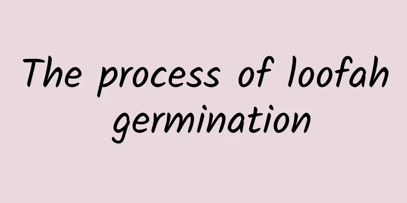 The process of loofah germination