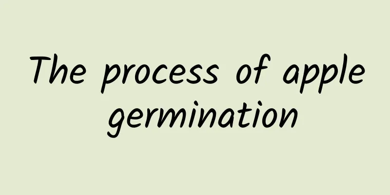 The process of apple germination