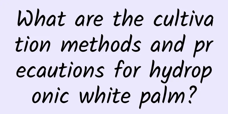 What are the cultivation methods and precautions for hydroponic white palm?