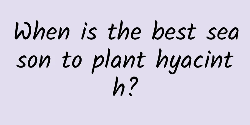 When is the best season to plant hyacinth?