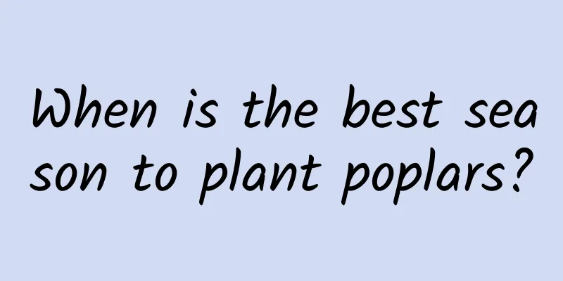 When is the best season to plant poplars?
