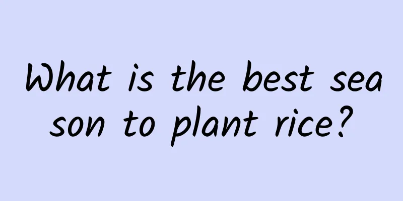 What is the best season to plant rice?
