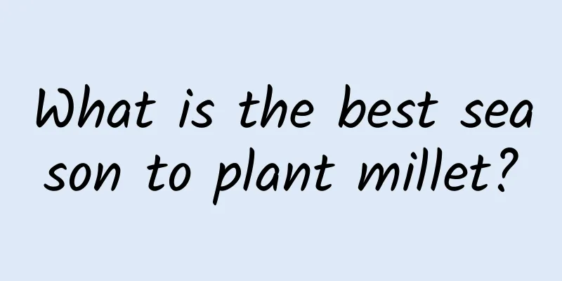 What is the best season to plant millet?