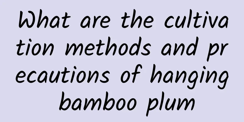 What are the cultivation methods and precautions of hanging bamboo plum