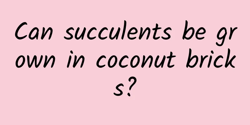 Can succulents be grown in coconut bricks?