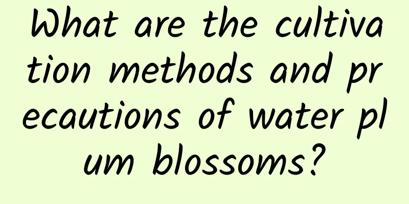 What are the cultivation methods and precautions of water plum blossoms?