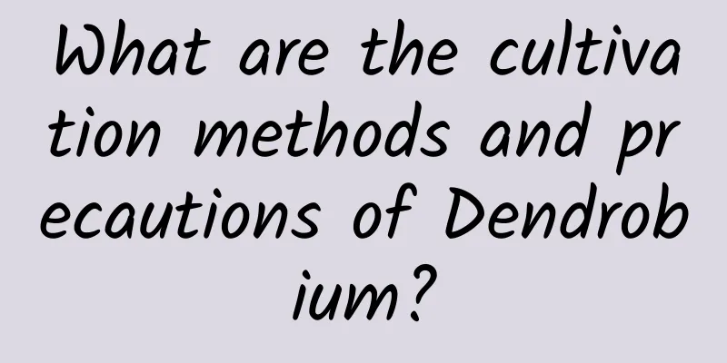 What are the cultivation methods and precautions of Dendrobium?