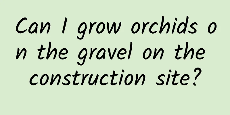 Can I grow orchids on the gravel on the construction site?