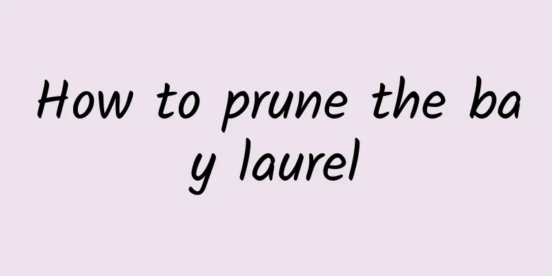 How to prune the bay laurel