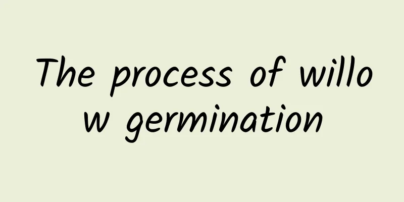 The process of willow germination