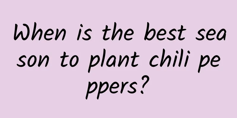 When is the best season to plant chili peppers?