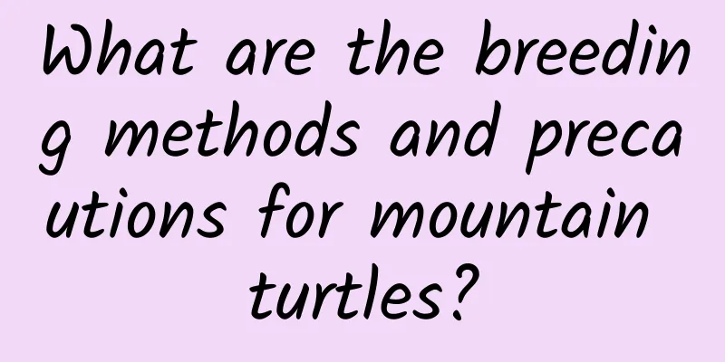 What are the breeding methods and precautions for mountain turtles?