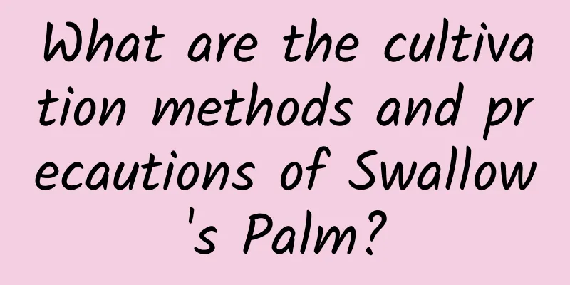 What are the cultivation methods and precautions of Swallow's Palm?