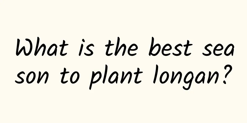 What is the best season to plant longan?