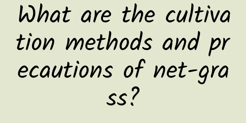 What are the cultivation methods and precautions of net-grass?