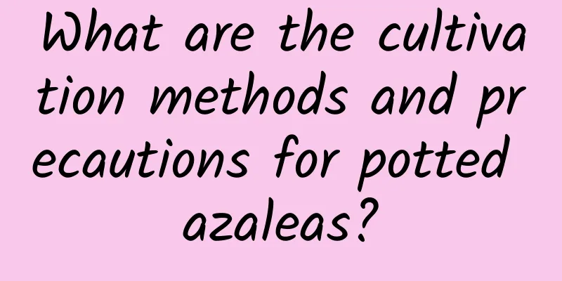 What are the cultivation methods and precautions for potted azaleas?