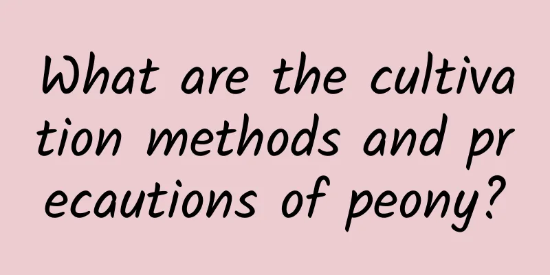 What are the cultivation methods and precautions of peony?