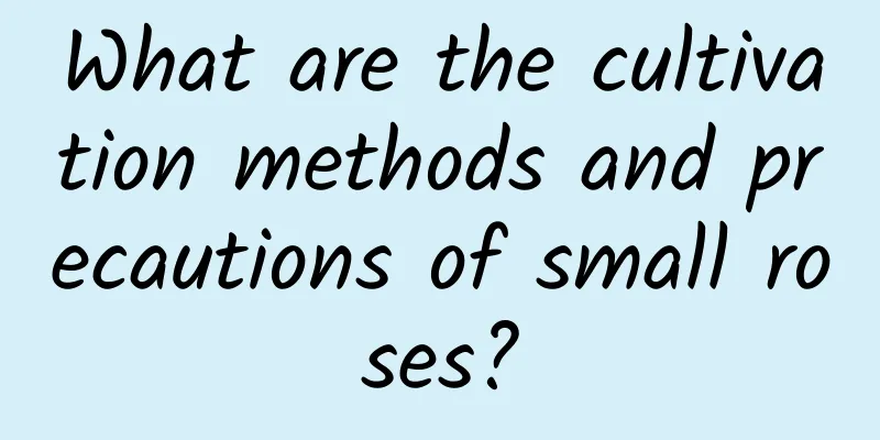 What are the cultivation methods and precautions of small roses?
