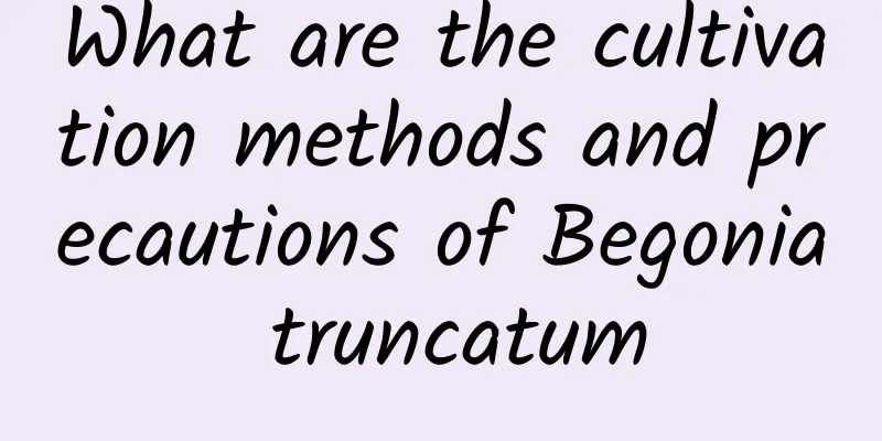 What are the cultivation methods and precautions of Begonia truncatum