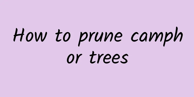 How to prune camphor trees