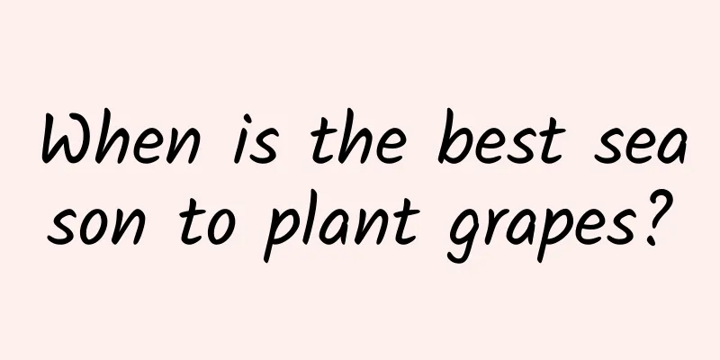When is the best season to plant grapes?