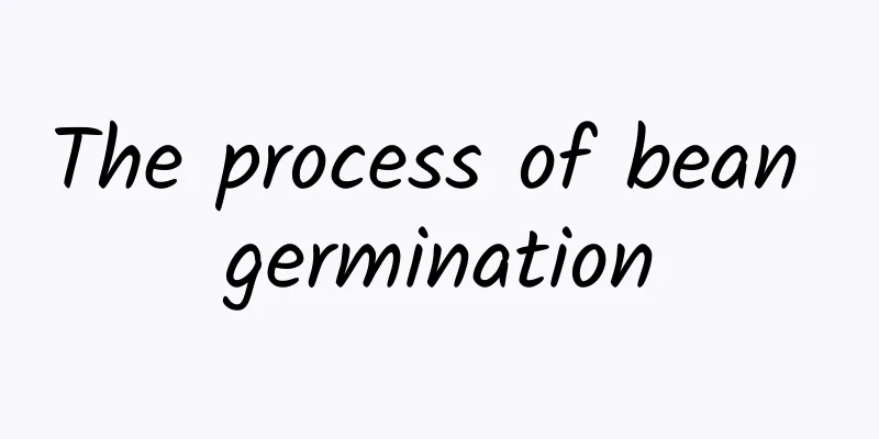 The process of bean germination