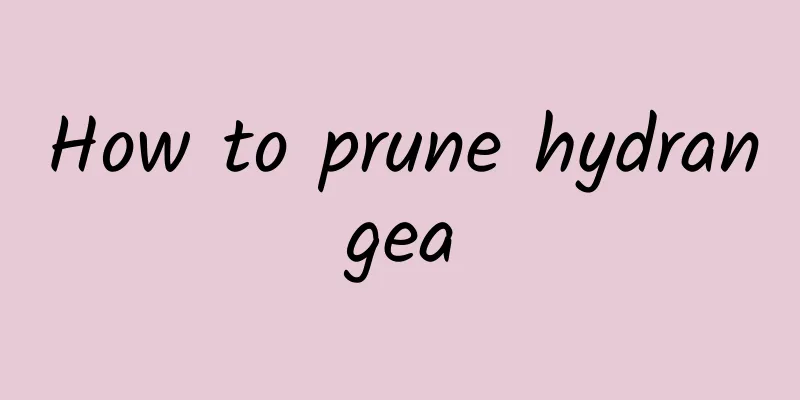 How to prune hydrangea