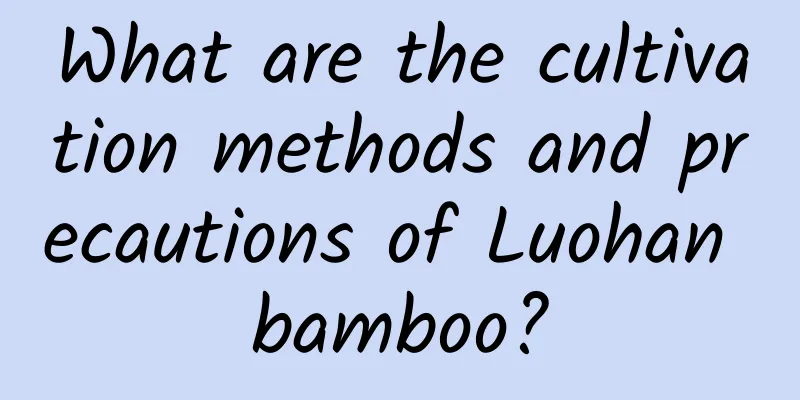 What are the cultivation methods and precautions of Luohan bamboo?