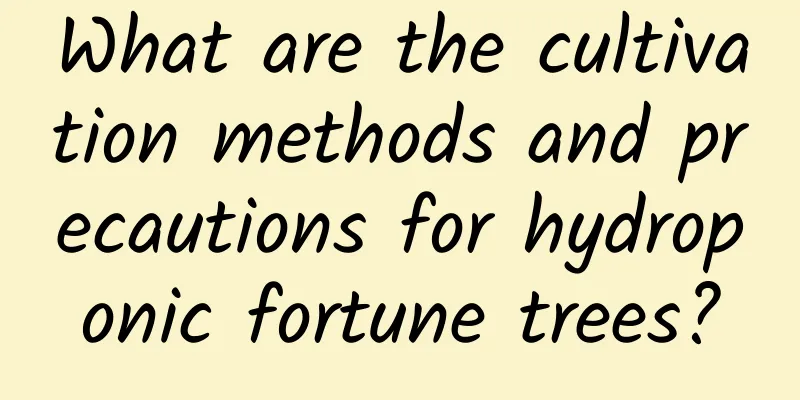 What are the cultivation methods and precautions for hydroponic fortune trees?