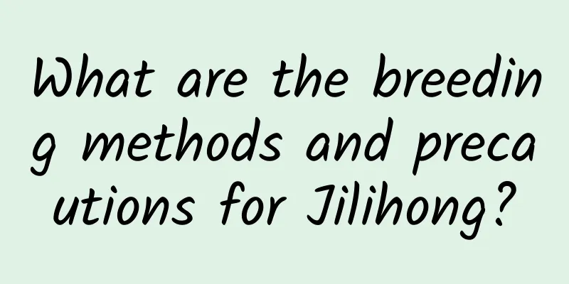 What are the breeding methods and precautions for Jilihong?