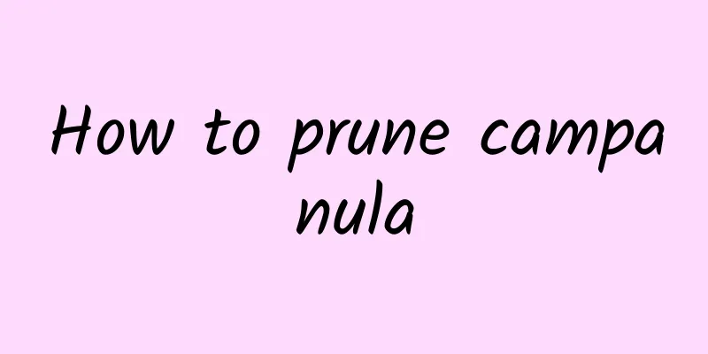 How to prune campanula