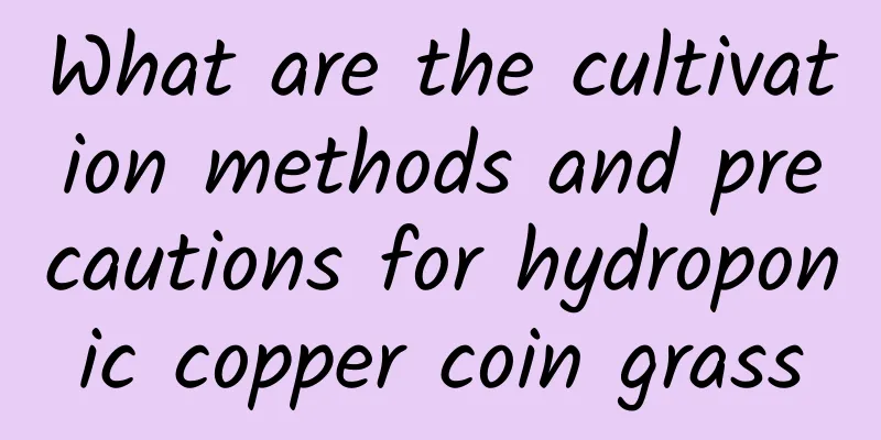 What are the cultivation methods and precautions for hydroponic copper coin grass