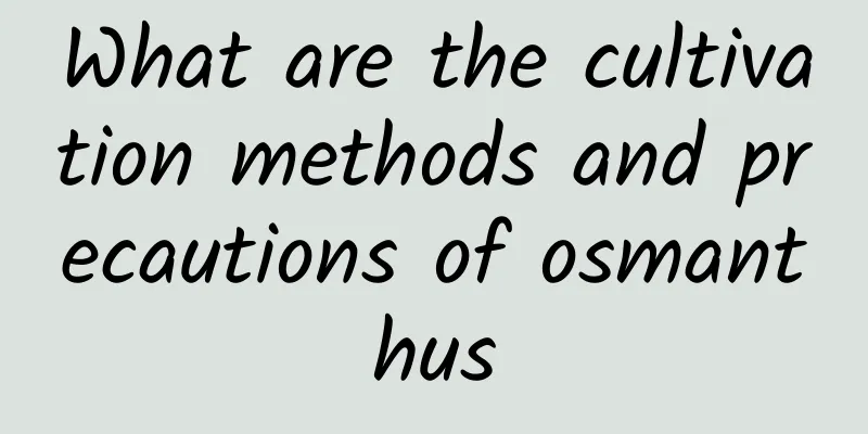 What are the cultivation methods and precautions of osmanthus