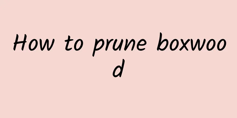 How to prune boxwood