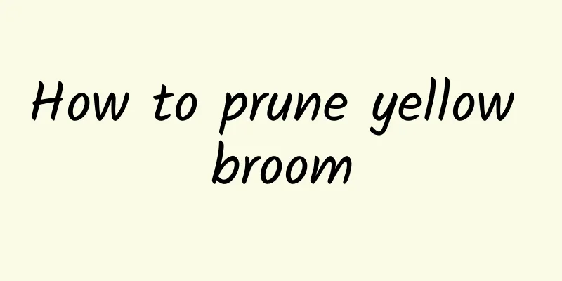 How to prune yellow broom