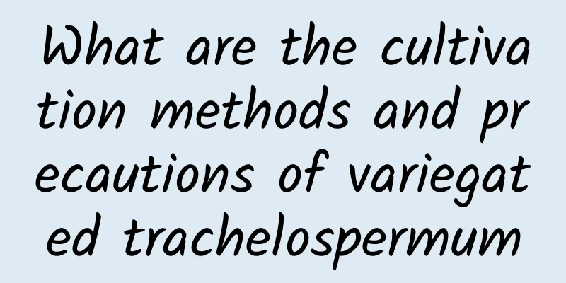 What are the cultivation methods and precautions of variegated trachelospermum